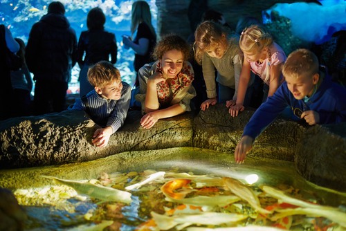 urodziny w zoo