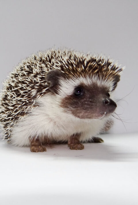 Featured Image