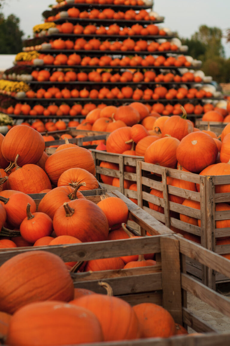 DYNIOWE SZALEŃSTWO, czyli ostatnie chwile z FARMĄ DYŃ