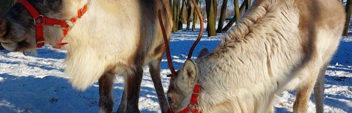 renifery, dobronianka, atrakcje w łódzkim (12)